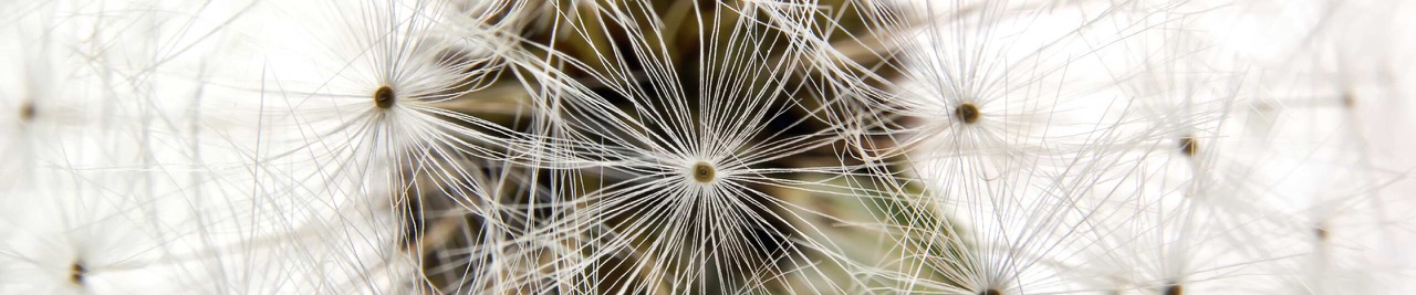 Closeup of dandelions in bloom.